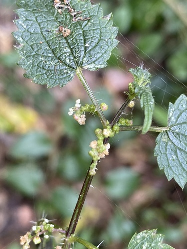Urtica incisa (Stinging nettle) — photo