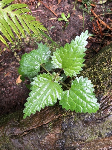 Urtica incisa