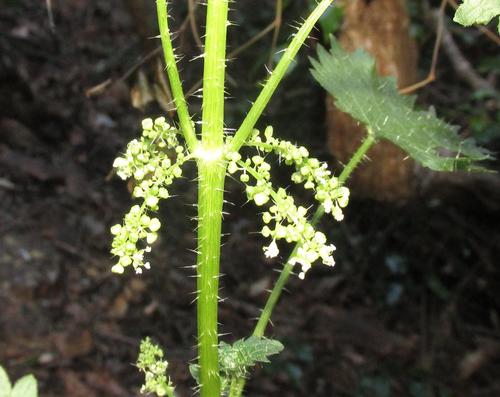 Urtica lobulata — photo