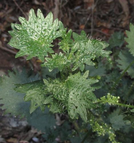 Urtica lobulata