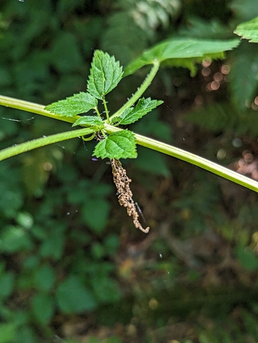 Urtica lyallii (Stinging nettle) — photo