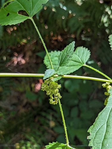 Urtica lyallii (Stinging nettle) — photo