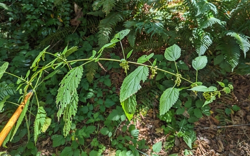 Urtica lyallii