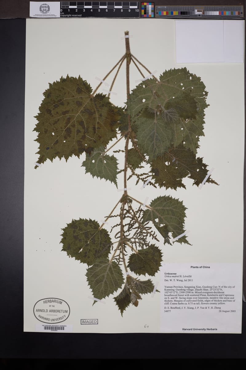 Urtica mairei — photo
