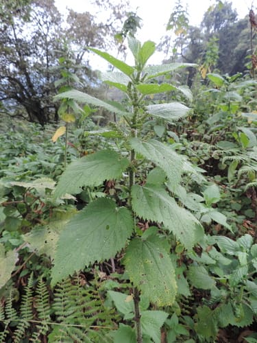 Urtica massaica (Maasai stinging nettle) — photo