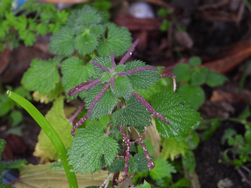 Urtica membranacea