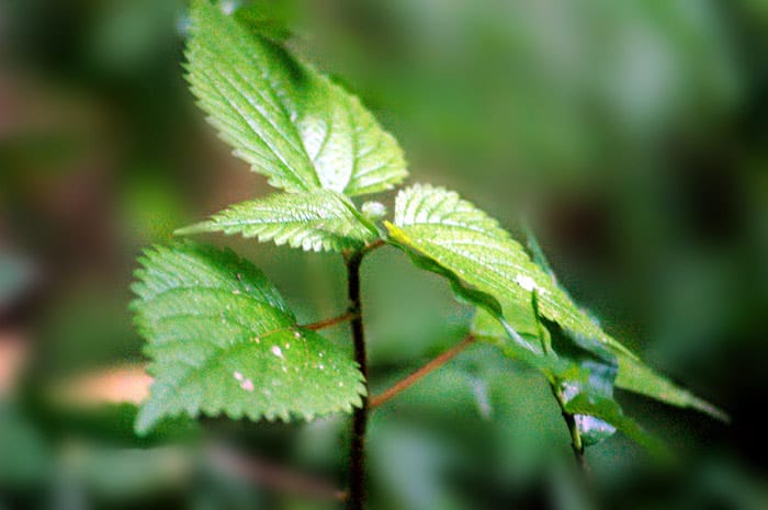 Urtica parviflora — photo