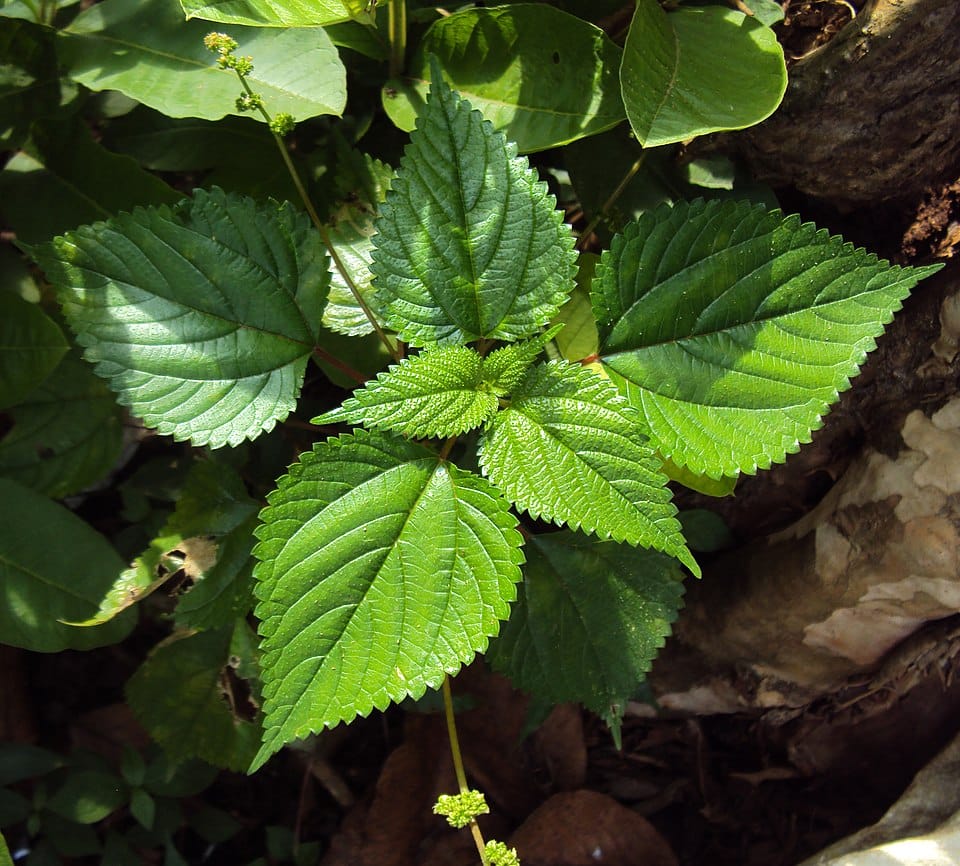 Urtica parviflora — photo