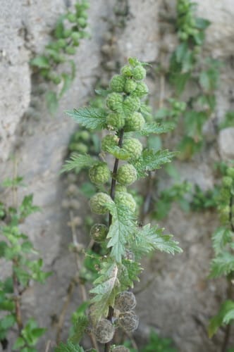 Urtica pilulifera (Roman nettle) — photo