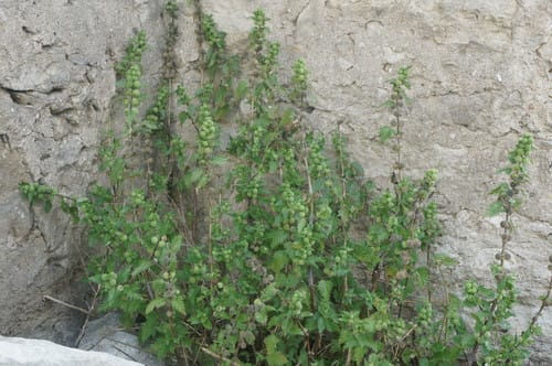 Urtica pilulifera (Roman nettle) — photo