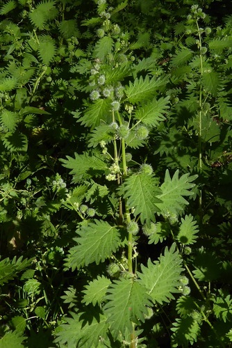 Urtica pilulifera