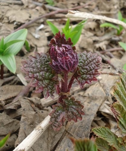 Urtica platyphylla — photo