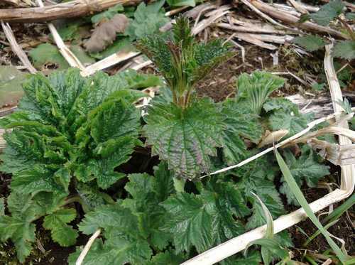 Urtica platyphylla