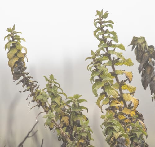 Urtica simensis (Samma) — photo