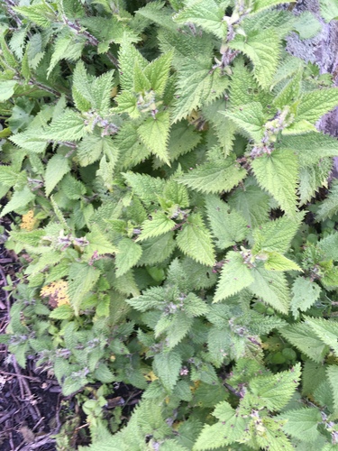 Urtica simensis
