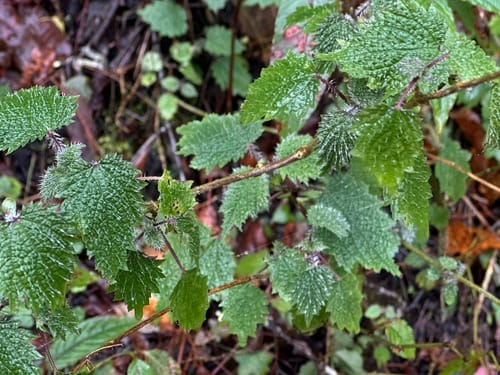 Urtica thunbergiana — photo