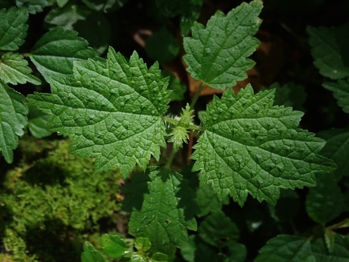Urtica thunbergiana