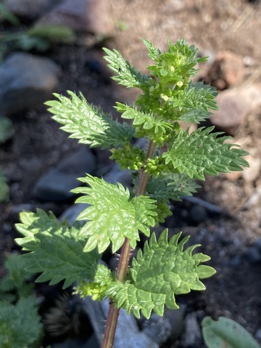 Urtica urens (Small nettle) — photo