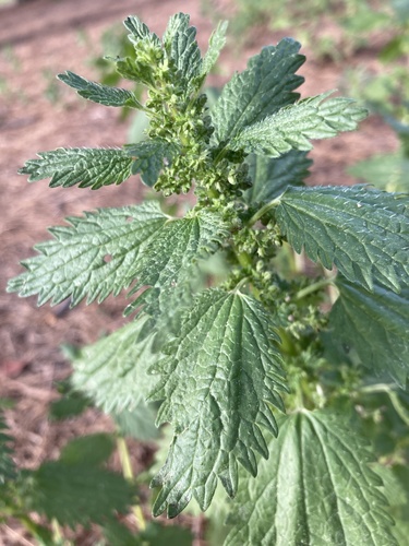 Urtica urens (Small nettle) — photo