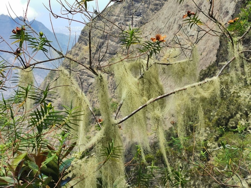 Usnea barbata — photo