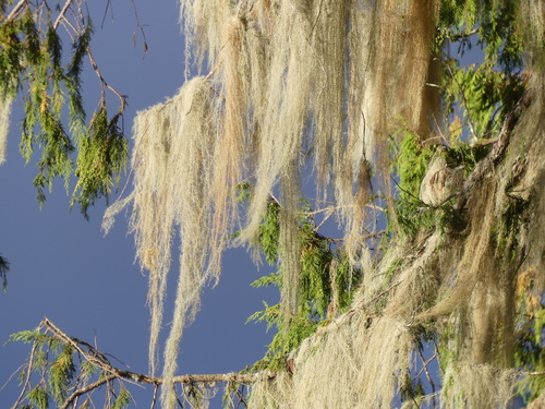 Usnea barbata — photo