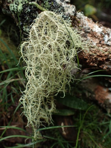 Usnea barbata