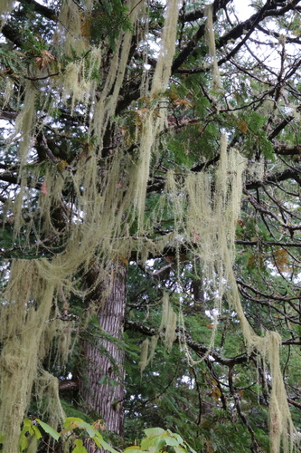 Usnea longissima (Pine net) — photo