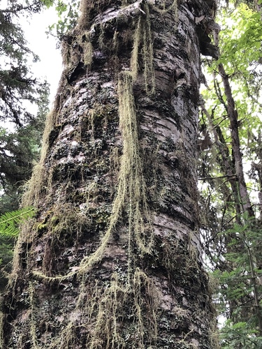 Usnea longissima (Pine net) — photo