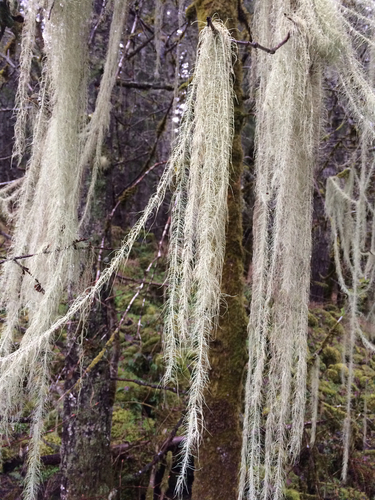 Usnea longissima