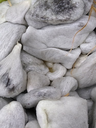 Ustilago zeae (Corn smut) — photo