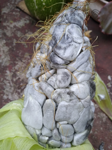 Ustilago zeae