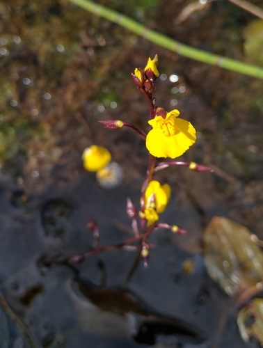 Utricularia vulgaris (Greater Bladderwort) — photo