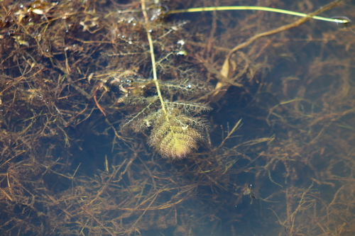 Lentibulariaceae