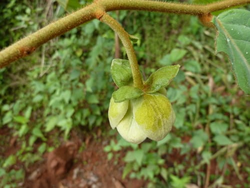Uvaria afzelii (Monkey finger) — photo