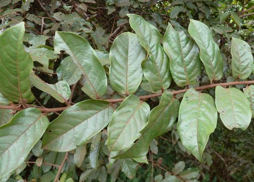 Uvaria angolensis (Boyinya) — photo