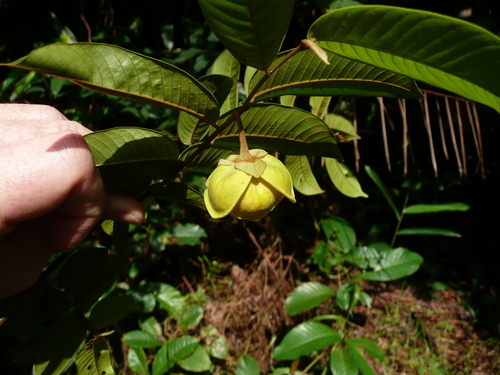 Uvaria baumannii — photo