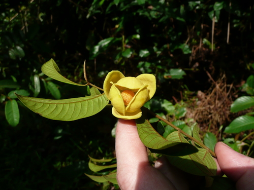 Uvaria baumannii