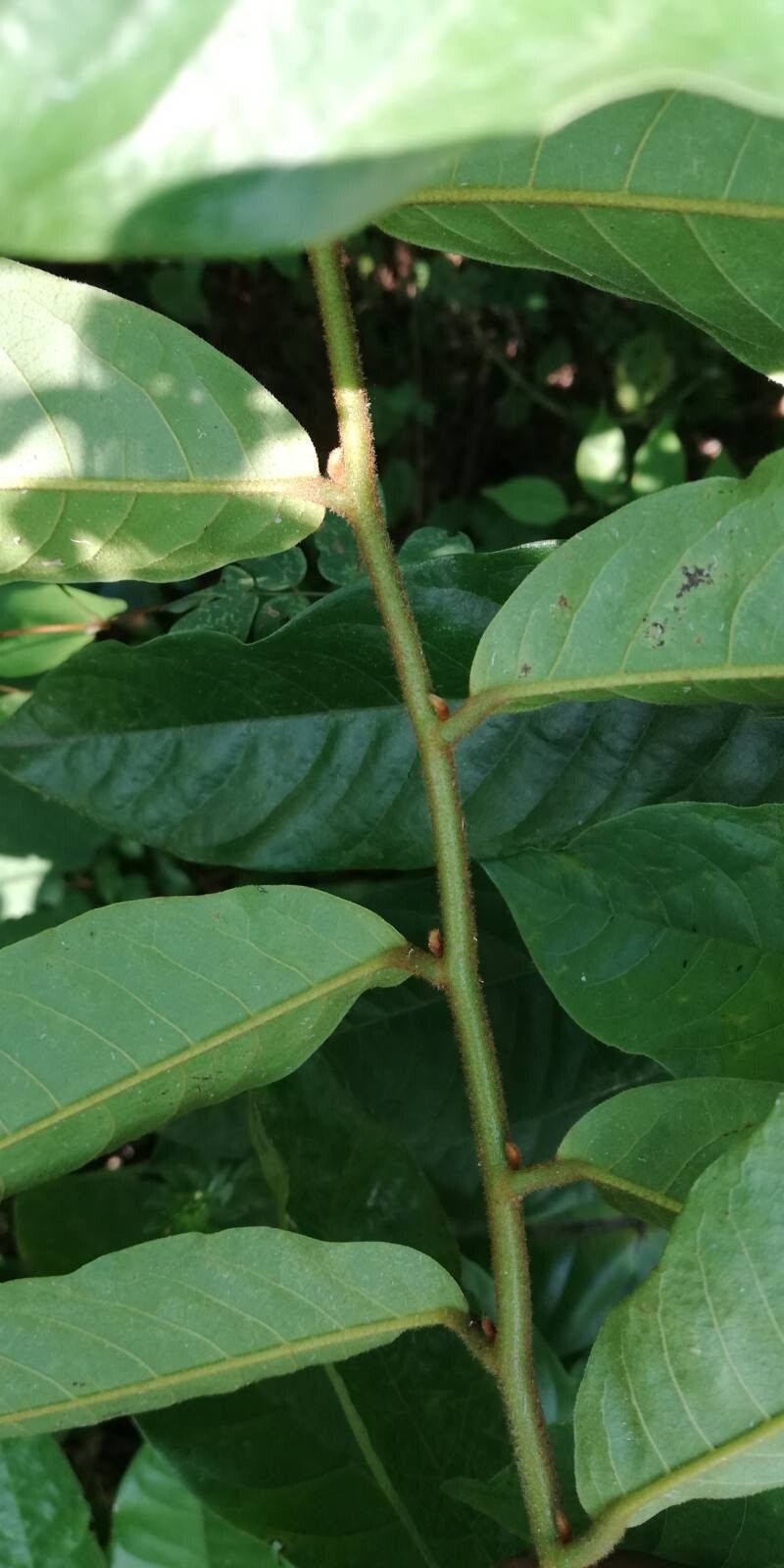 Uvaria brevistipitata — photo