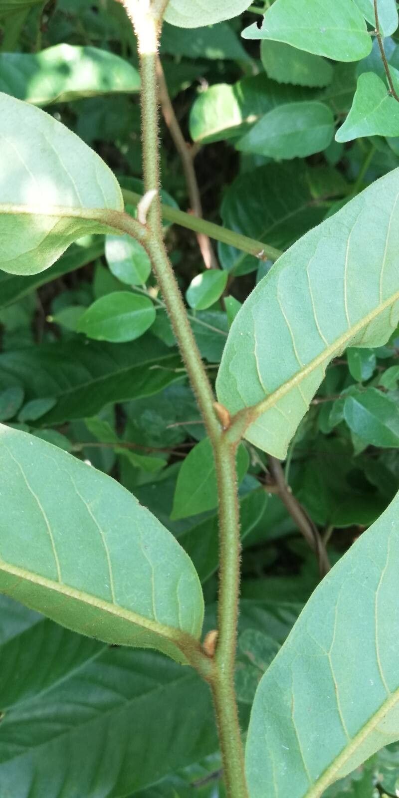 Uvaria brevistipitata — photo