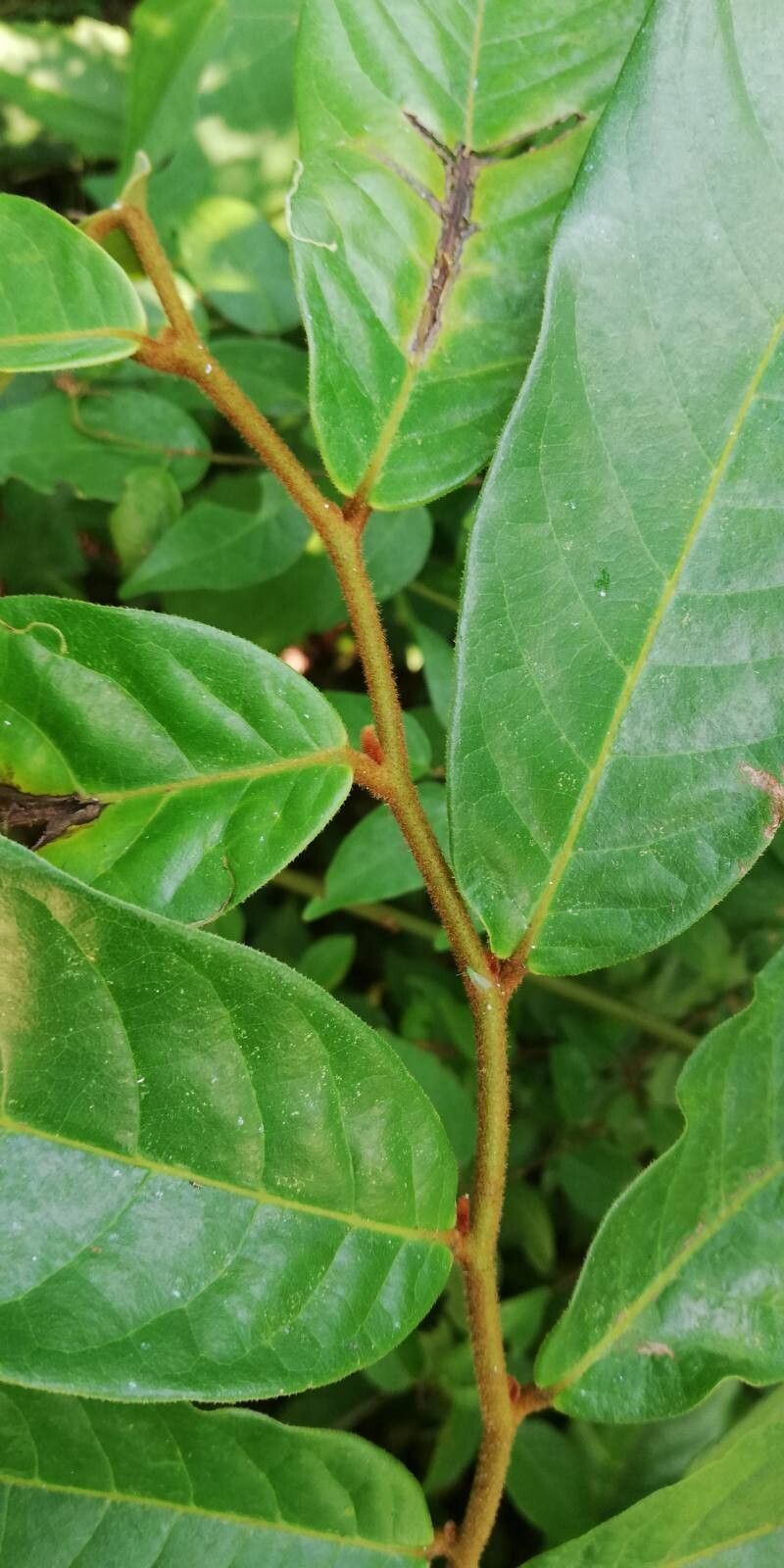 Uvaria brevistipitata