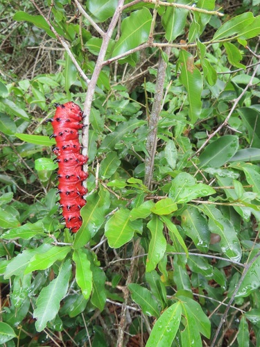 Uvaria caffra (Small fruit cluster-pear) — photo