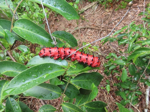 Uvaria caffra