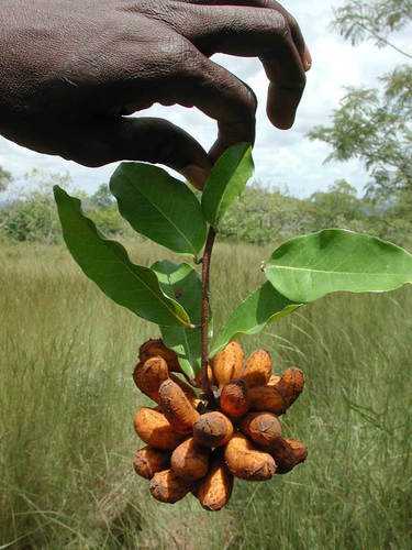 Uvaria chamae (Bush banana) — photo