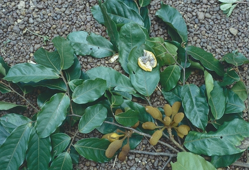 Uvaria chamae (Bush banana) — photo