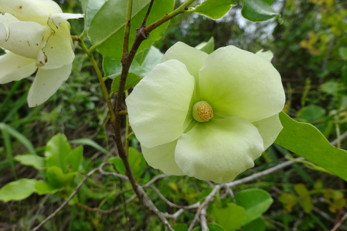 Uvaria kirkii — photo