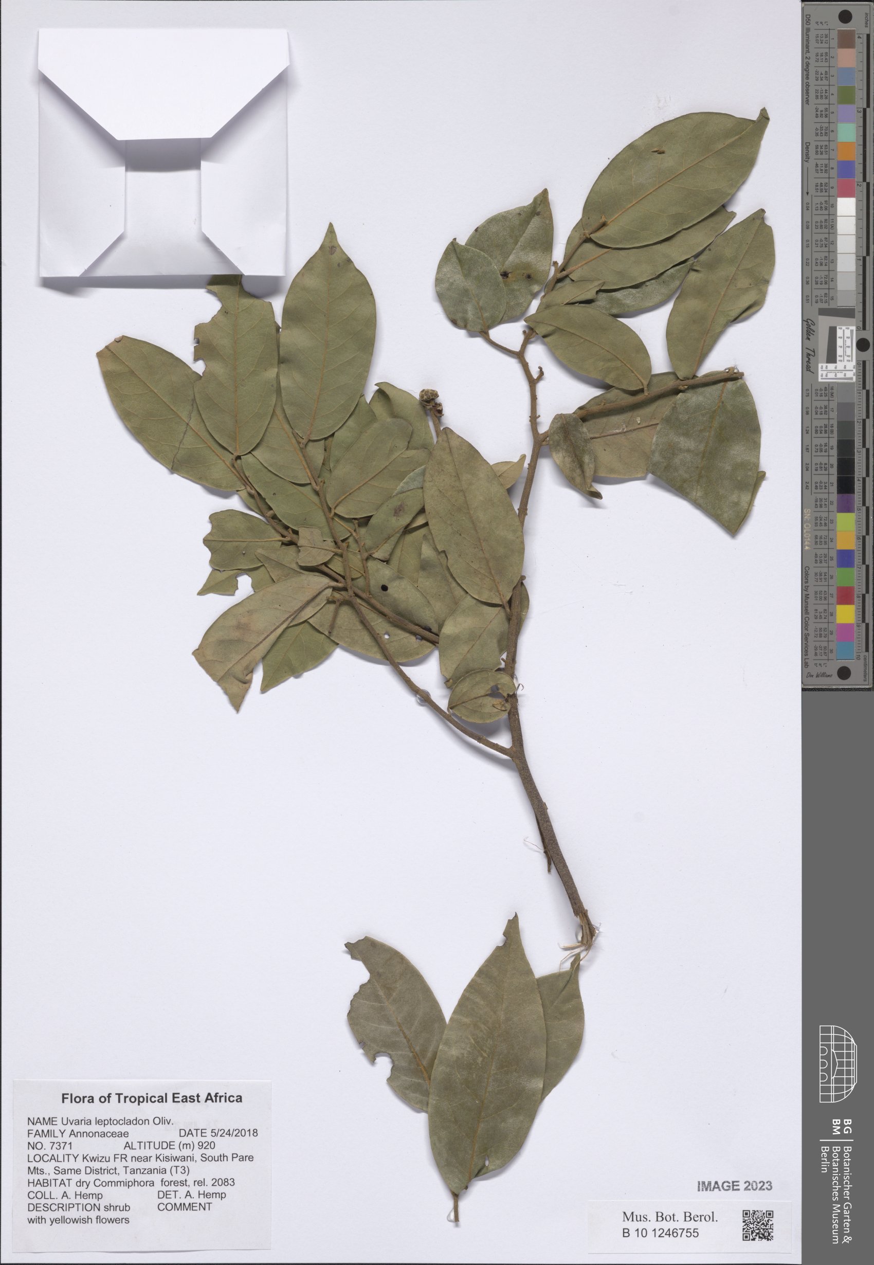 Uvaria leptocladon subsp. septrionalis