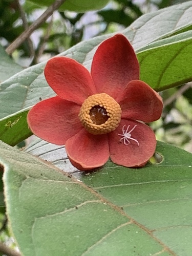 Uvaria littoralis (Pepisangan uvaria) — photo