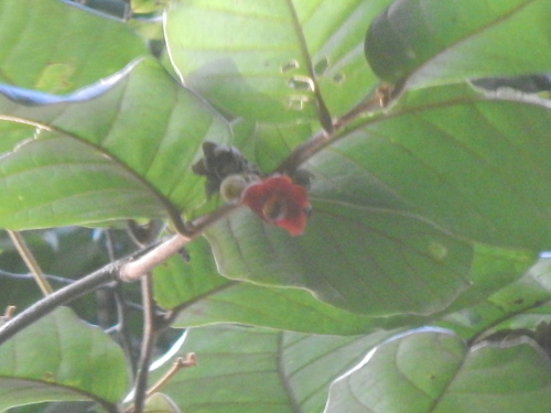 Uvaria littoralis (Pepisangan uvaria) — photo