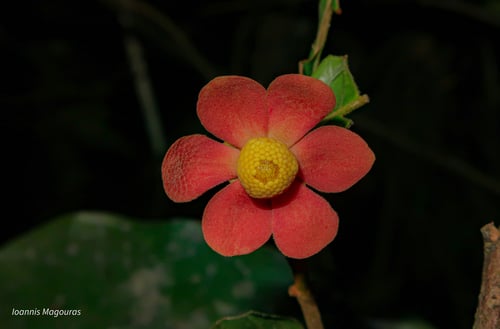 Uvaria littoralis