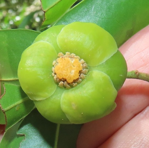 Uvaria lucida